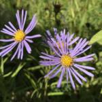 Aster amellus (fot. ŁK)