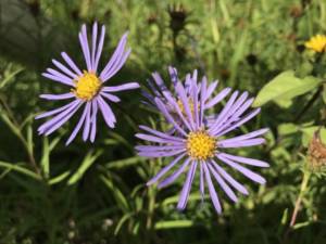 Aster amellus (fot. ŁK)